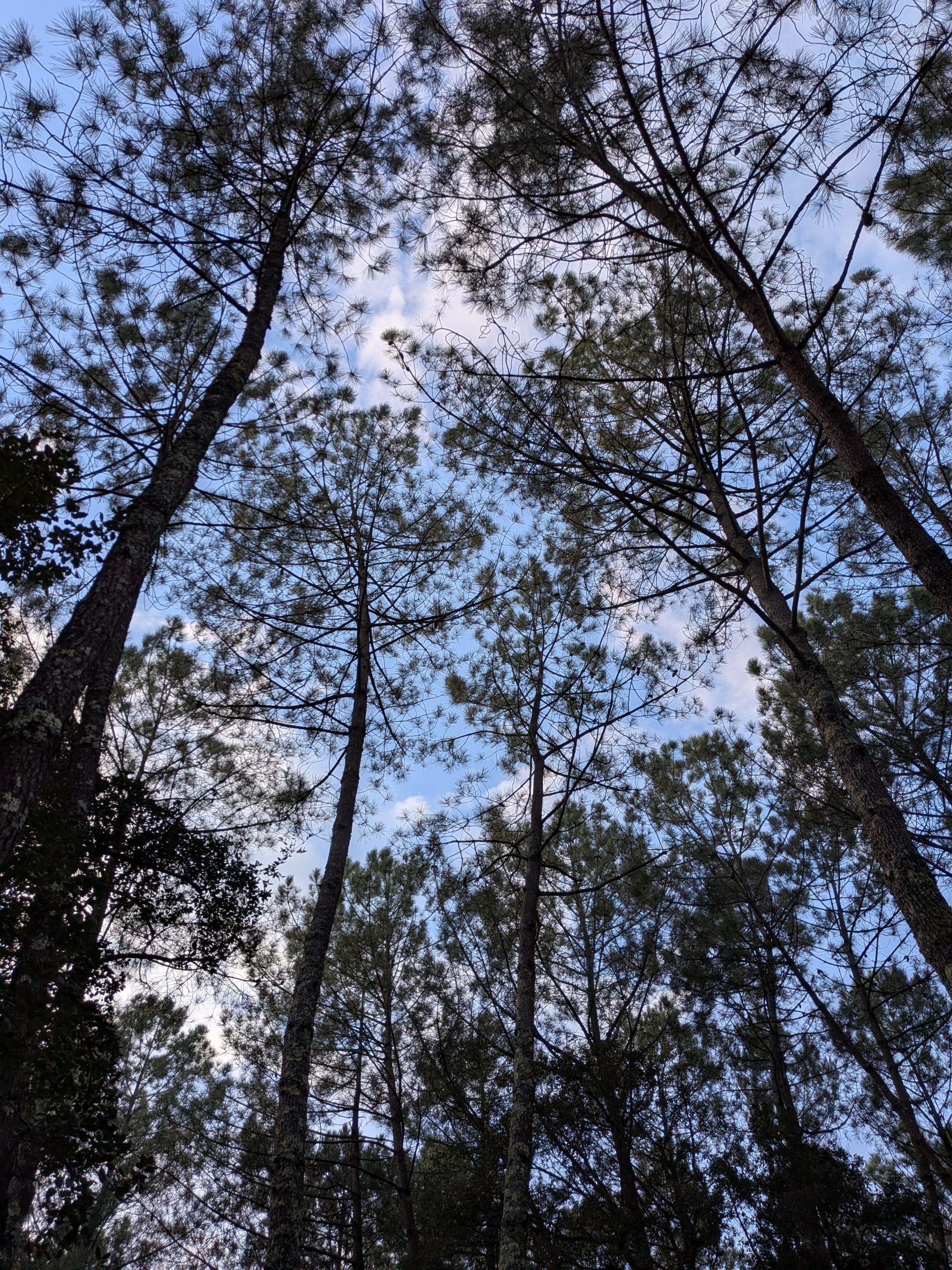 Forêt Landaise camping LANDAE